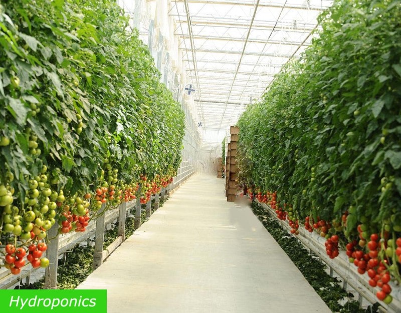 Tomato-Hydroponics